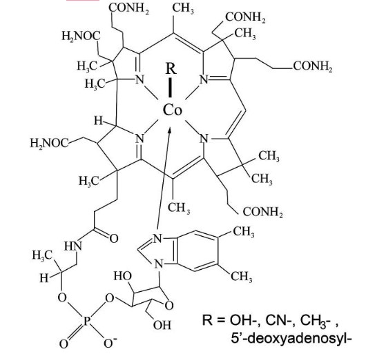 Neucos-B